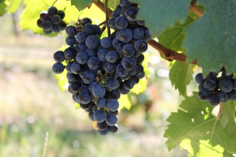 grapes