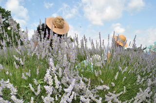 People at White Oak Lavender Farm
